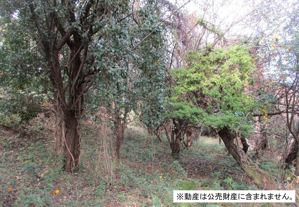物件_3749-2の写真