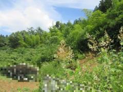 物件_1976-1の写真2